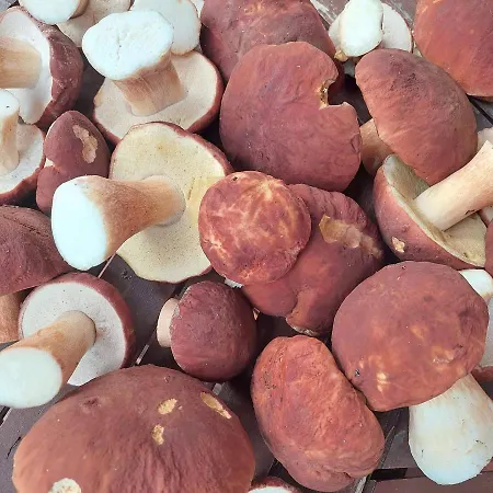 Rokuan Unelma Semesterbostad Rokua