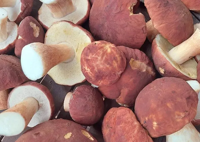 Rokuan Unelma Σπίτι διακοπών Rokua